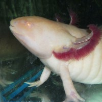 /album/axolotl/szerk1-masolata-jpg/
